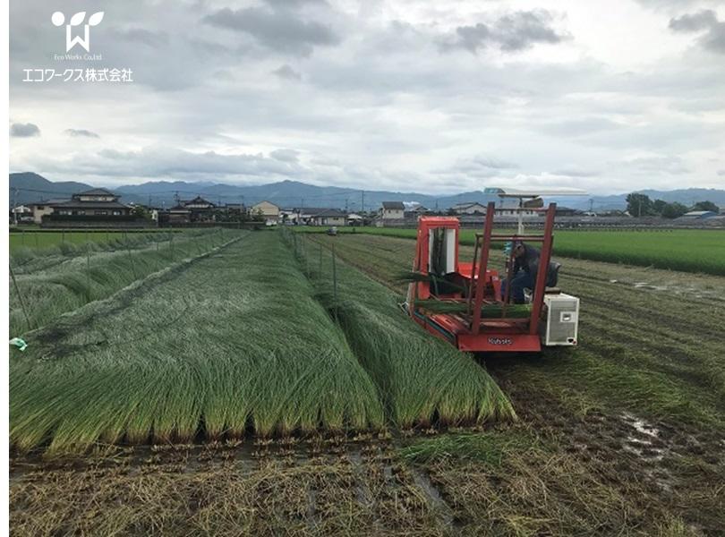 熊本産の本物のイグサ